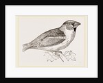 Hawfinch by Anonymous