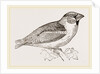 Hawfinch by Anonymous