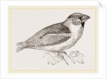 Hawfinch by Anonymous