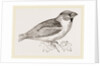 Hawfinch by Anonymous