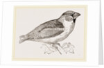 Hawfinch by Anonymous