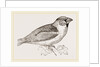 Hawfinch by Anonymous