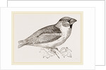 Hawfinch by Anonymous