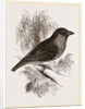 Sociable Weaver-Bird by Anonymous