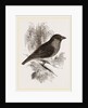 Sociable Weaver-Bird by Anonymous