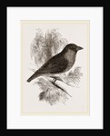 Sociable Weaver-Bird by Anonymous