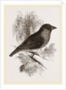 Sociable Weaver-Bird by Anonymous