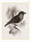 Sociable Weaver-Bird by Anonymous