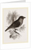 Sociable Weaver-Bird by Anonymous