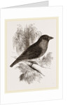 Sociable Weaver-Bird by Anonymous