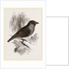 Sociable Weaver-Bird by Anonymous