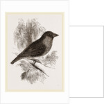 Sociable Weaver-Bird by Anonymous