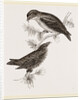 Crossbills by Anonymous
