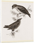 Crossbills by Anonymous