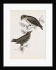 Crossbills by Anonymous