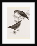 Crossbills by Anonymous