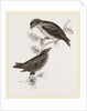 Crossbills by Anonymous