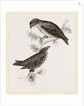 Crossbills by Anonymous