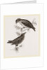 Crossbills by Anonymous