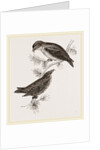 Crossbills by Anonymous