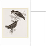 Crossbills by Anonymous