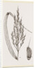 Panicle of the Rice-plant by Anonymous