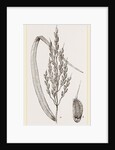 Panicle of the Rice-plant by Anonymous