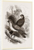 Thick-billed Bullfinches by Anonymous