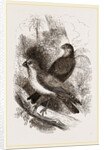 Thick-billed Bullfinches by Anonymous