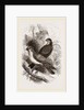Thick-billed Bullfinches by Anonymous