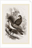 Thick-billed Bullfinches by Anonymous