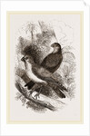 Thick-billed Bullfinches by Anonymous