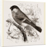 Bullfinch by Anonymous