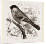 Bullfinch by Anonymous