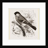 Bullfinch by Anonymous