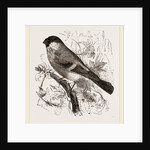 Bullfinch by Anonymous
