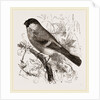 Bullfinch by Anonymous