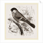 Bullfinch by Anonymous