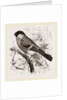 Bullfinch by Anonymous