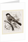 Bullfinch by Anonymous