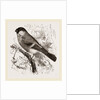 Bullfinch by Anonymous