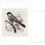 Bullfinch by Anonymous