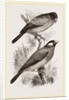 Crossbills by Anonymous