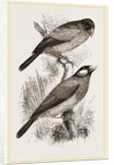 Crossbills by Anonymous
