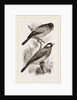 Crossbills by Anonymous