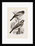 Crossbills by Anonymous