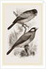 Crossbills by Anonymous