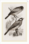 Crossbills by Anonymous