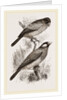 Crossbills by Anonymous