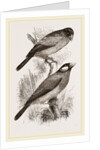 Crossbills by Anonymous
